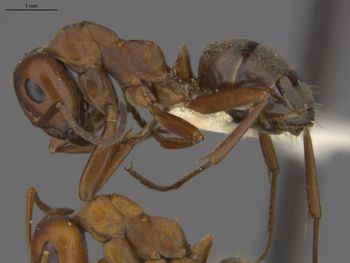 Media type: image;   Entomology 576305 Aspect: lateral